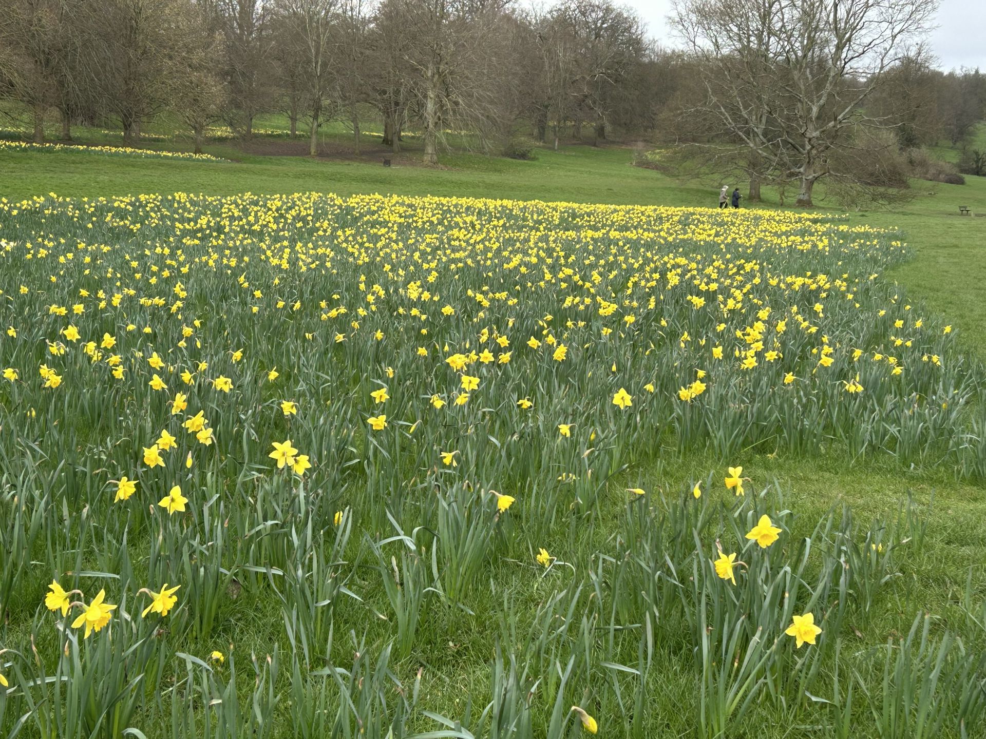 Daffodils in Hughenden Valley